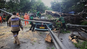 Pohon Tumbang Timpa Kendaraan, DKI Percepat Pemangkasan di 5 Wilayah