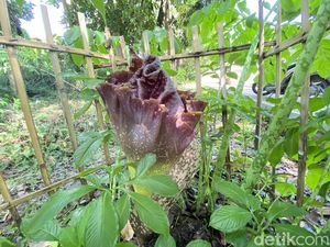 Viral Bunga Bangkai Tumbuh di Kebun Raya Jompie Parepare