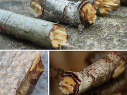 Hewan Ini Benar-Benar Ada, Bukan Editan Photoshop! Faktanya Bikin Meleleh