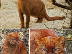 Hewan Ini Benar-Benar Ada, Bukan Editan Photoshop! Faktanya Bikin Meleleh