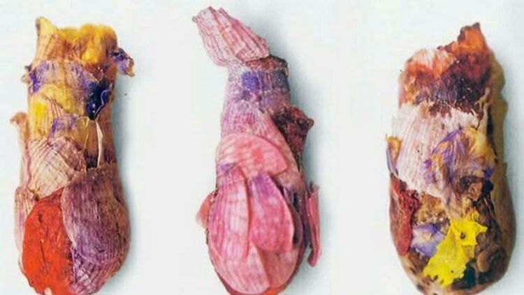 Hewan Ini Benar-Benar Ada, Bukan Editan Photoshop! Faktanya Bikin Meleleh