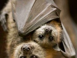 Hewan Ini Benar-Benar Ada, Bukan Editan Photoshop! Faktanya Bikin Meleleh