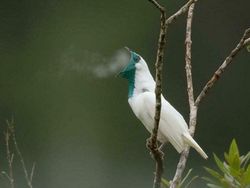 Hewan Ini Benar-Benar Ada, Bukan Editan Photoshop! Faktanya Bikin Meleleh