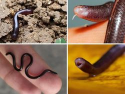 Hewan Ini Benar-Benar Ada, Bukan Editan Photoshop! Faktanya Bikin Meleleh