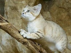 Hewan Ini Benar-Benar Ada, Bukan Editan Photoshop! Faktanya Bikin Meleleh