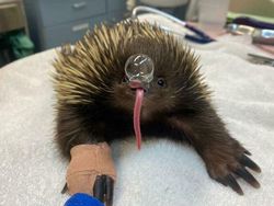 Hewan Ini Benar-Benar Ada, Bukan Editan Photoshop! Faktanya Bikin Meleleh