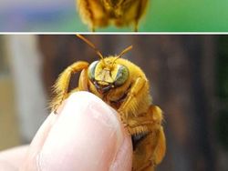 Hewan Ini Benar-Benar Ada, Bukan Editan Photoshop! Faktanya Bikin Meleleh