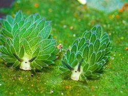 Hewan Ini Benar-Benar Ada, Bukan Editan Photoshop! Faktanya Bikin Meleleh