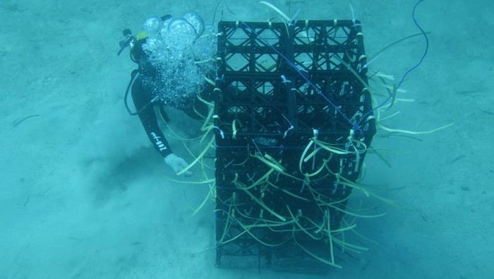 Gubernur Sulsel Andi Sudirman Sulaiman menyiapkan 11 hektare laut untuk program Apartemen Ikan.