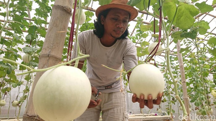 Hanggi Chendras Yusak (33) yang menekuni pertanian melon premium dengan teknologi hidroponik Nutrient Film Technique (NFT) di Tulungagung.