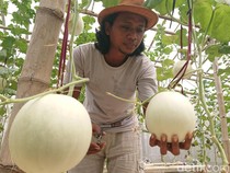 Petani Muda Tulungagung Kembangkan Melon Premium Secara Hidroponik