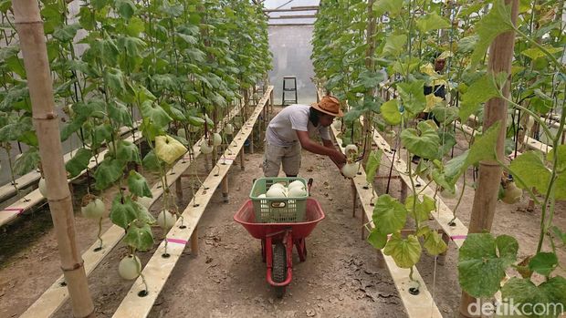 Hanggi Chendras Yusak (33) yang menekuni pertanian melon premium dengan teknologi hidroponik Nutrient Film Technique (NFT) di Tulungagung. Hanggi Chendras Yusak (33) yang menekuni pertanian melon premium dengan teknologi hidroponik Nutrient Film Technique (NFT) di Tulungagung.