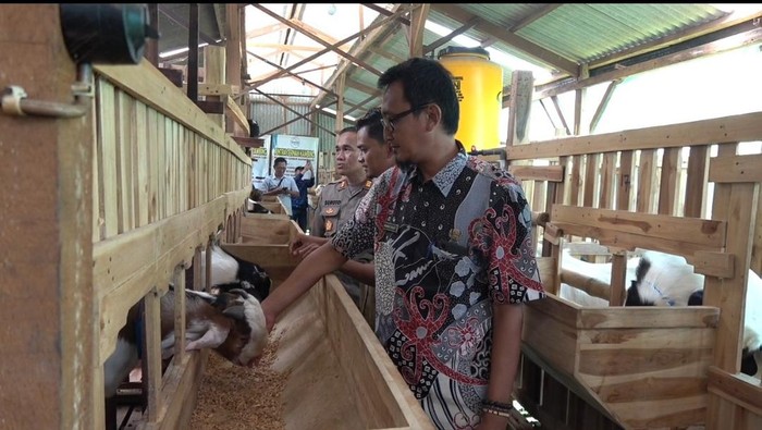 KDMP Tambakploso Lamongan Berdayakan Warga Lewat Peternakan Kambing