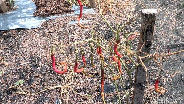 Kondisi lahan pertanian cabai yang rusak di kawasan Pantai Trisik, Galur, Kulon Progo, Jumat (14/11/2025). Kondisi lahan pertanian cabai yang rusak di kawasan Pantai Trisik, Galur, Kulon Progo, Jumat (14/11/2025).
