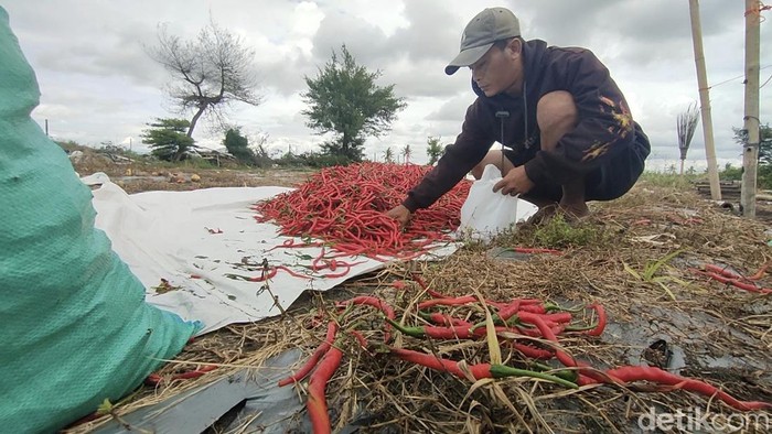 Kondisi lahan pertanian cabai yang rusak di kawasan Pantai Trisik, Galur, Kulon Progo, Jumat (14/11/2025).