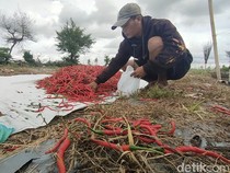 Pusingnya Petani Cabai Trisik Kulon Progo Panen Anjlok Akibat Cuaca Buruk
