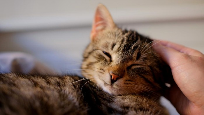 Cara Mengobati Scabies pada Kucing, Perhatikan Lama Pengobatan dan Larangannya