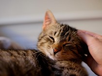 Cara Mengobati Scabies pada Kucing, Perhatikan Lama Pengobatan dan Larangannya