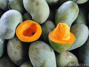 Hasil Panen Mangga Alpukat di Pasuruan Anjlok hingga 50 Persen