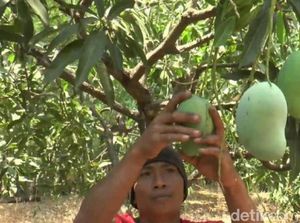 Manisnya Cuan Petani Mangga Alpukat Pasuruan Raup Rp 5 Juta Sehari
