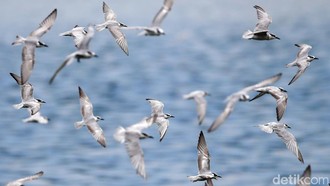 Menyusuri Pesisir Utara: Jejak Satwa Liar yang Masih Bertahan di Jakarta