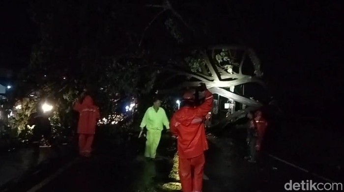 Pohon tumbang imbas hujan angin di Lamongan.