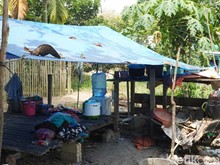 Ditipu Sindikat, Orang Rimba Jambi Justru Jadi Penyelamat Balita Bilqis