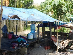 Ditipu Penculik Bilqis, Orang Rimba Jambi Justru Jadi Penyelamat