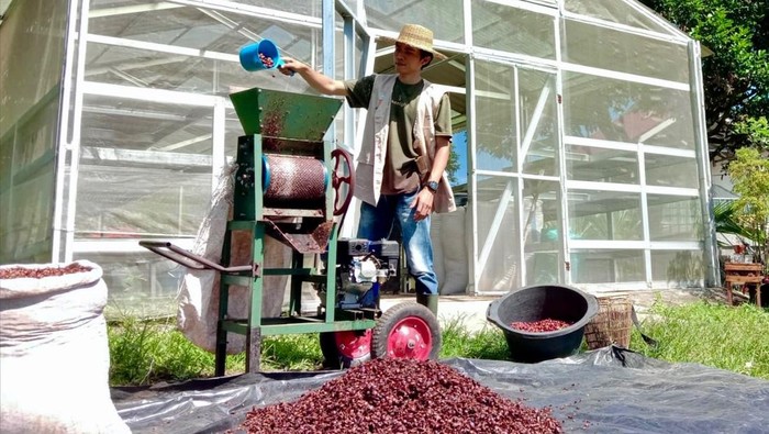 Proses penggilingan kopi di Pagar Alam.