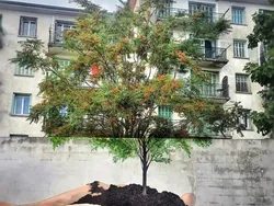 Karya Seni Bantuan Tangan yang Menyentuh Hati