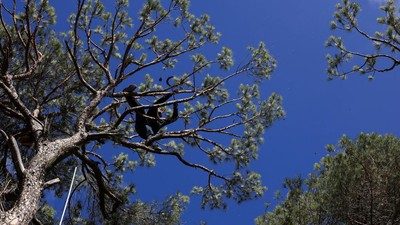 Serangga Hama Habisi Pohon Pinus Bersejarah