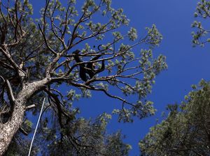 Serangga Hama Habisi Pohon Pinus Bersejarah