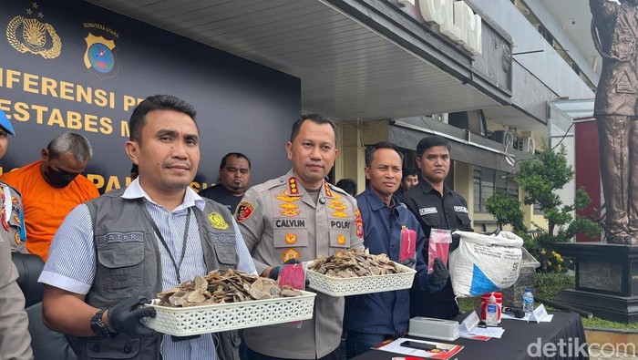 Teks foto: Kapolrestabes Medan Kombes Calvijn saat merilis kasus sisik trenggiling. (Foto: Finta Rahyuni/detikSumut)