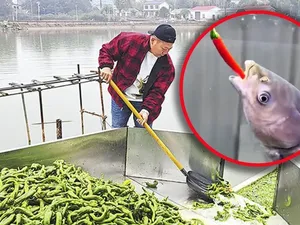 Unik! Ikan di China Dikasih Makan 5.000 Kg Cabai Sehari