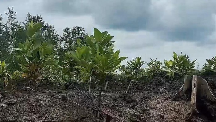 Area restorasi mangrove di Desa Sungsang IV, Banyuasin yang dilakukan SKK Migas Sumbagsel dan KKKS.
