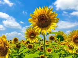 Manfaat Sunflower Oil untuk Wajah, Bisa Bikin Awet Muda?
