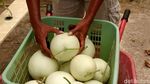 Petani Muda Tulungagung Sukses Kembangkan Melon Premium