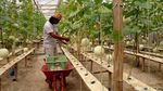 Petani Muda Tulungagung Sukses Kembangkan Melon Premium