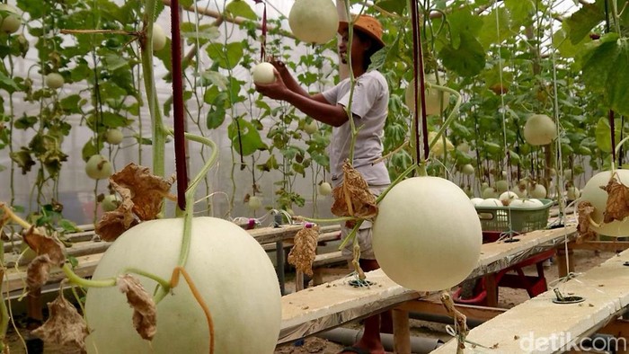 Petani Muda Tulungagung Kembangkan Melon Premium dengan Sistem Hidroponik