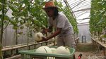 Petani Muda Tulungagung Sukses Kembangkan Melon Premium