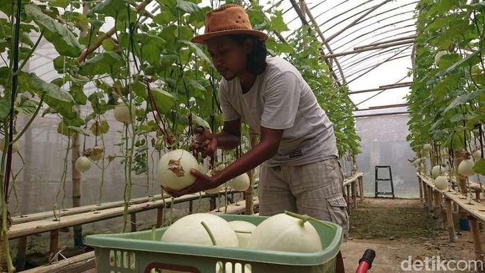Petani Muda Tulungagung Kembangkan Melon Premium dengan Sistem Hidroponik