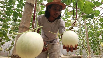 Petani Muda Tulungagung Sukses Kembangkan Melon Premium
