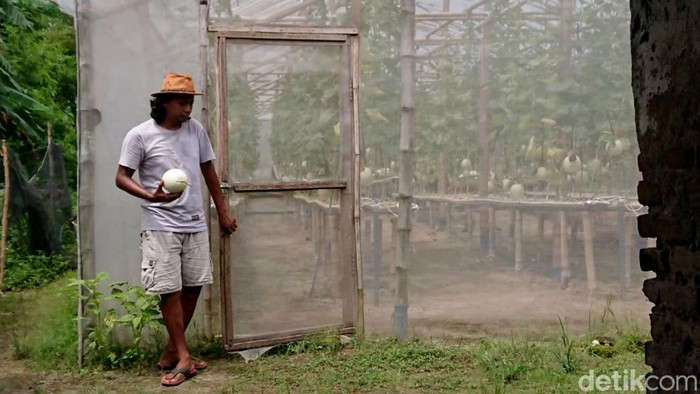 Petani Muda Tulungagung Kembangkan Melon Premium dengan Sistem Hidroponik