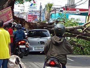 Tak Ada Angin Tak Ada Hujan, Pohon Tumbang Timpa Mobil di Ciputat