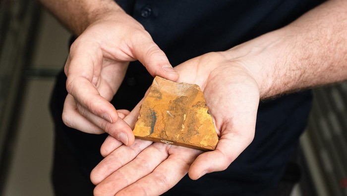 Potret fosil midge spesies baru yang ditemuka Beattie