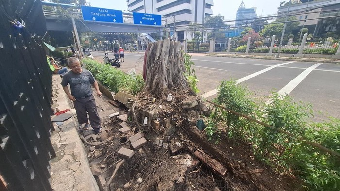 Saksi pohon tumang di depan Kemenkeu, Dede.