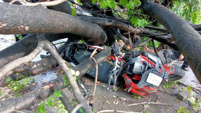Seorang pengendara motor tertimpa pohon tumbang di Kota Makassar pagi tadi.