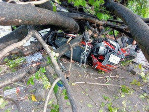 Pemotor Tertimpa Pohon Tumbang di Leimena Makassar Dievakuasi Pakai Dongkrak