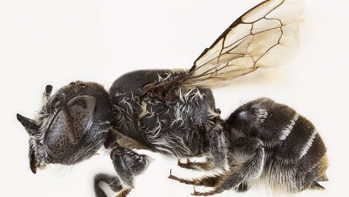 Spesies lebah iblis baru ditemukan peneliti Australia