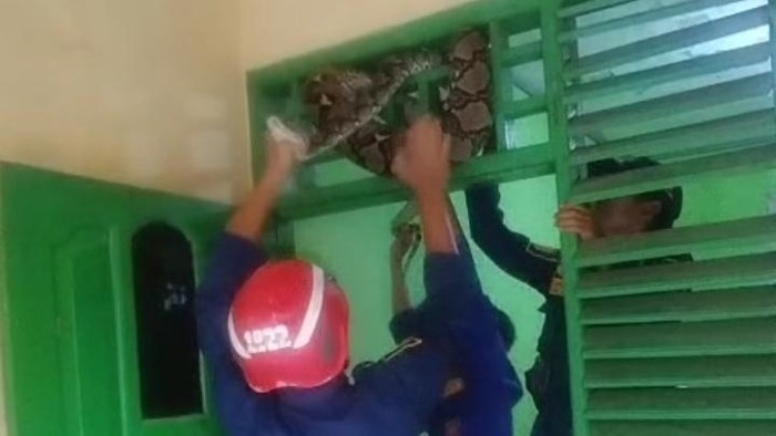 Tim Damkar Pemalang menangkap ular yang melingkar di atas pintu warga. Sabtu (15/11/2025).